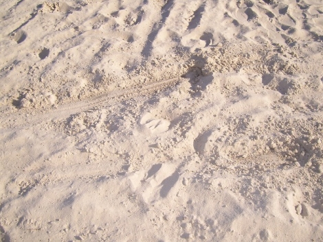 100_3742.jpg